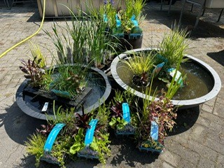 Waterplanten 2023 15