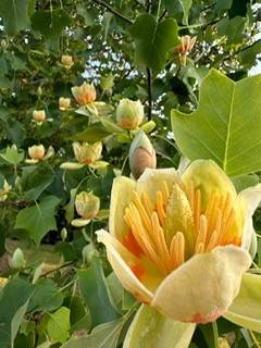 Tulipifera 3