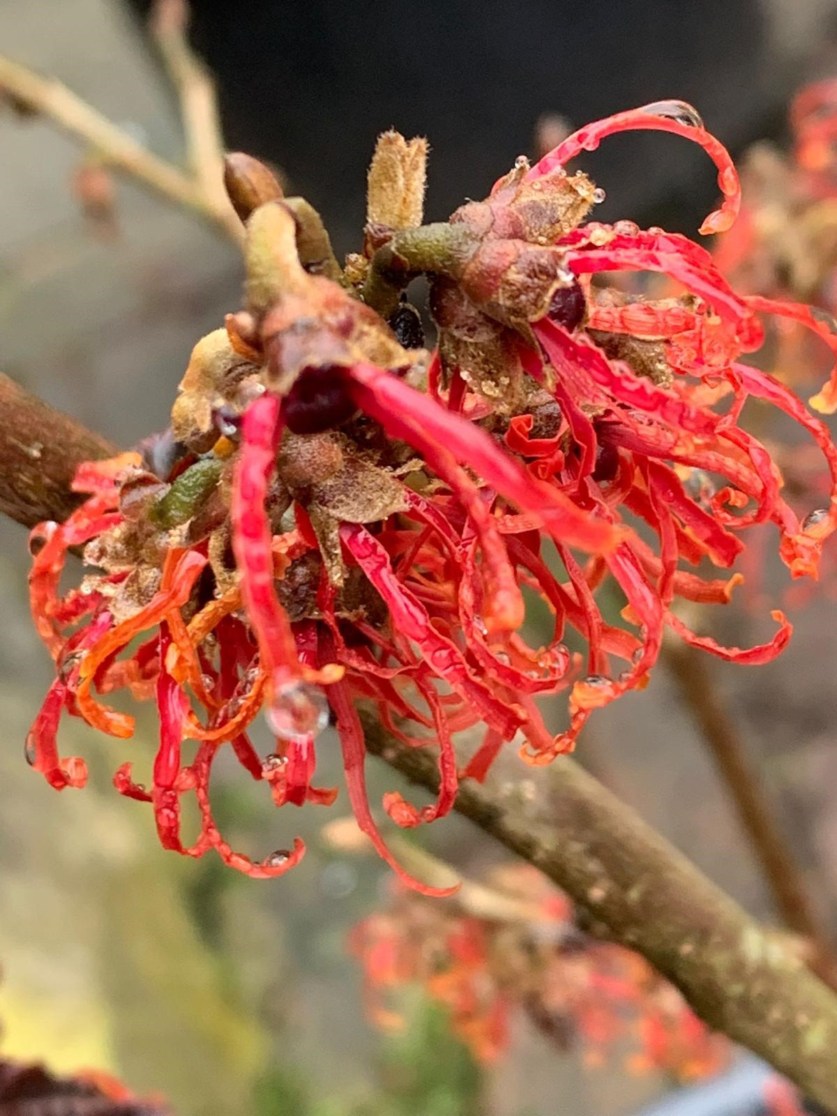 Toverhazelaar 2023 2