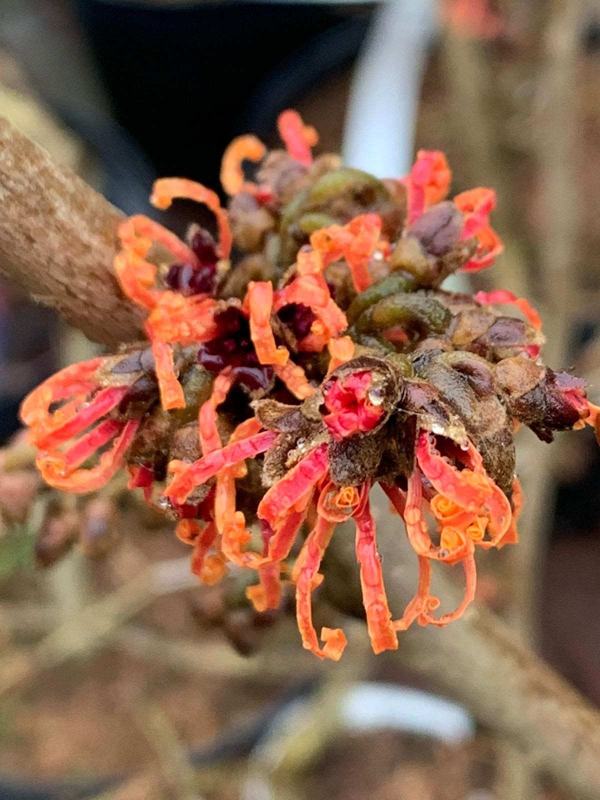 Toverhazelaar 2023 3