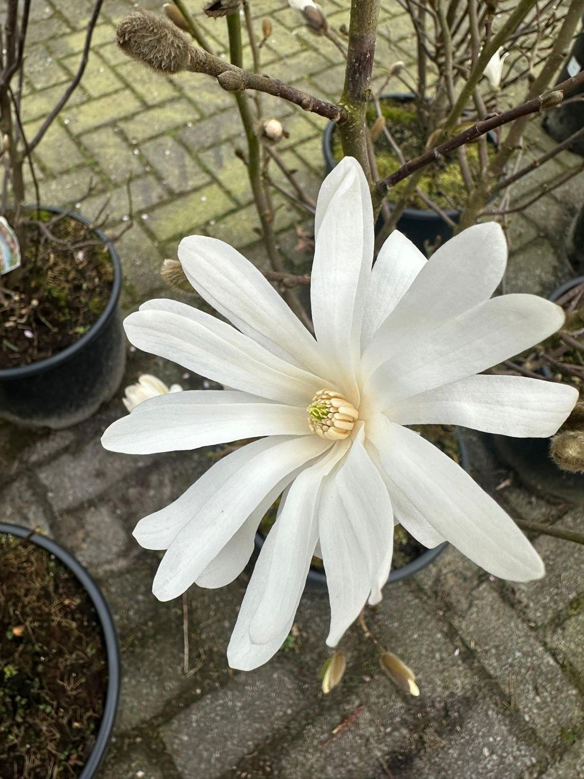 Magnolia 5