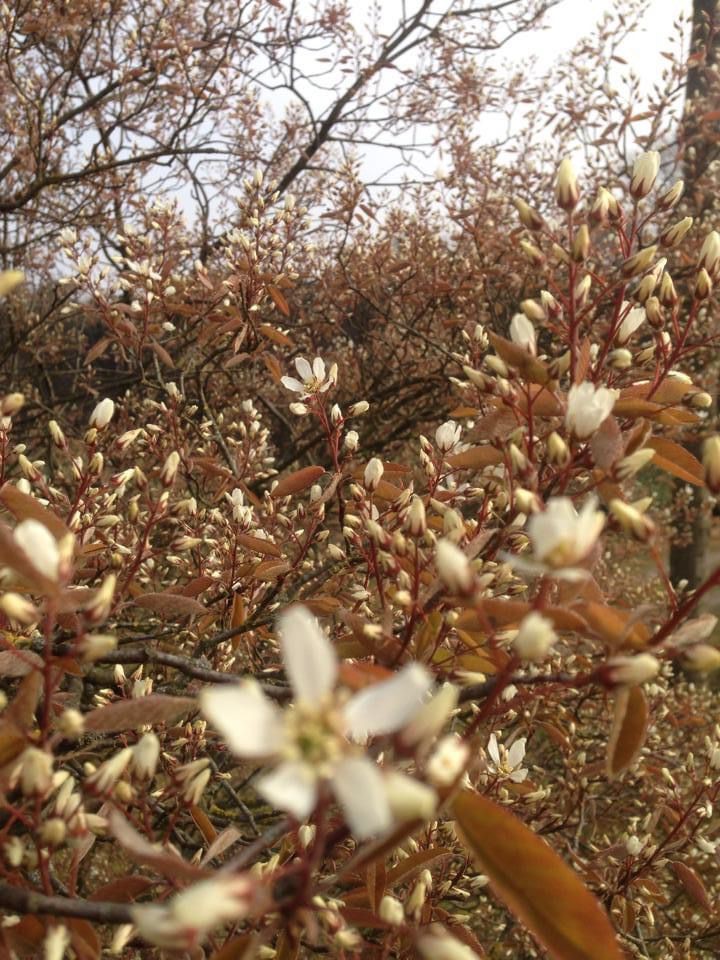 Amelanchier lamarckii 2