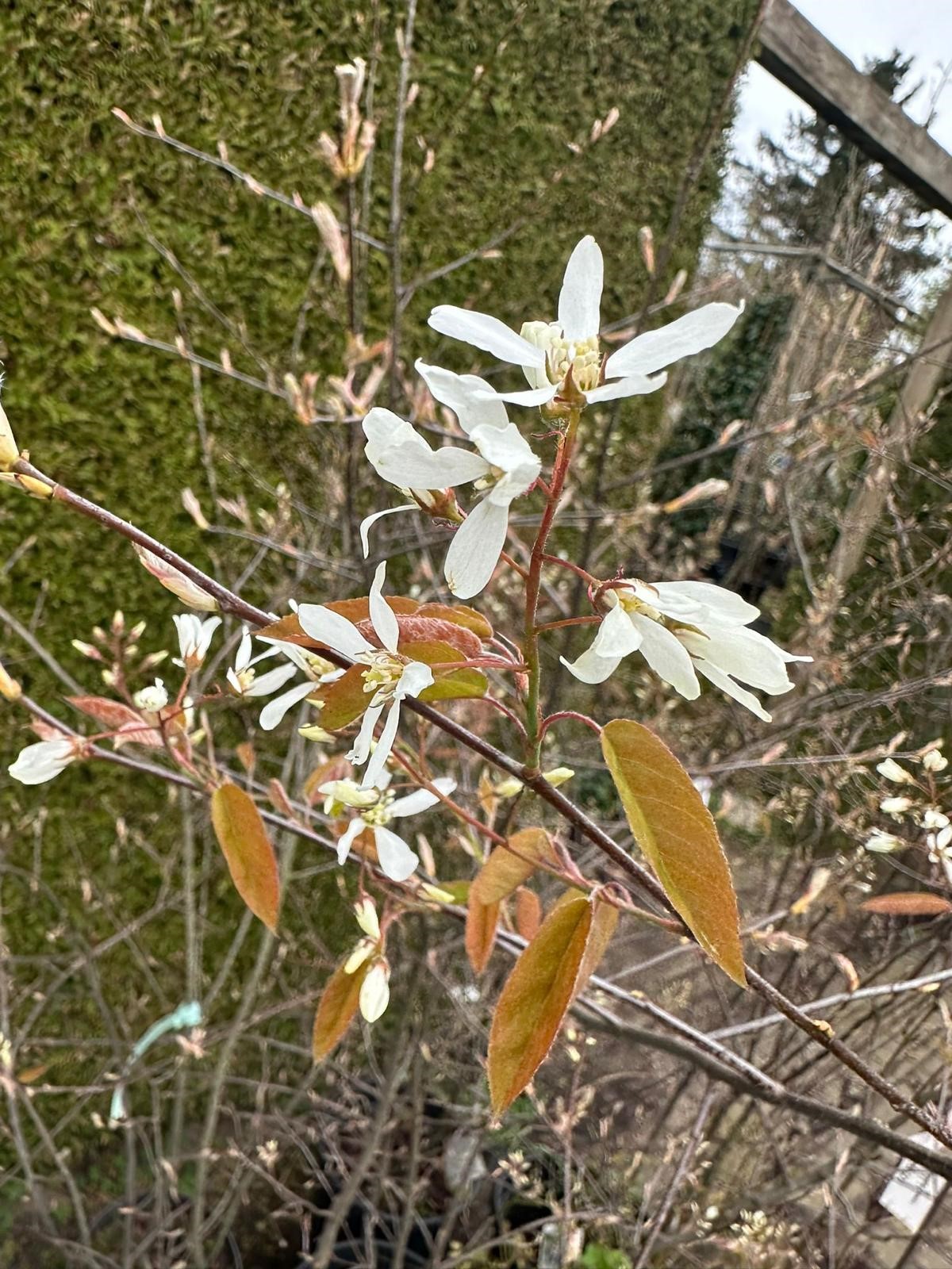 Amelanchier lamarckii 3