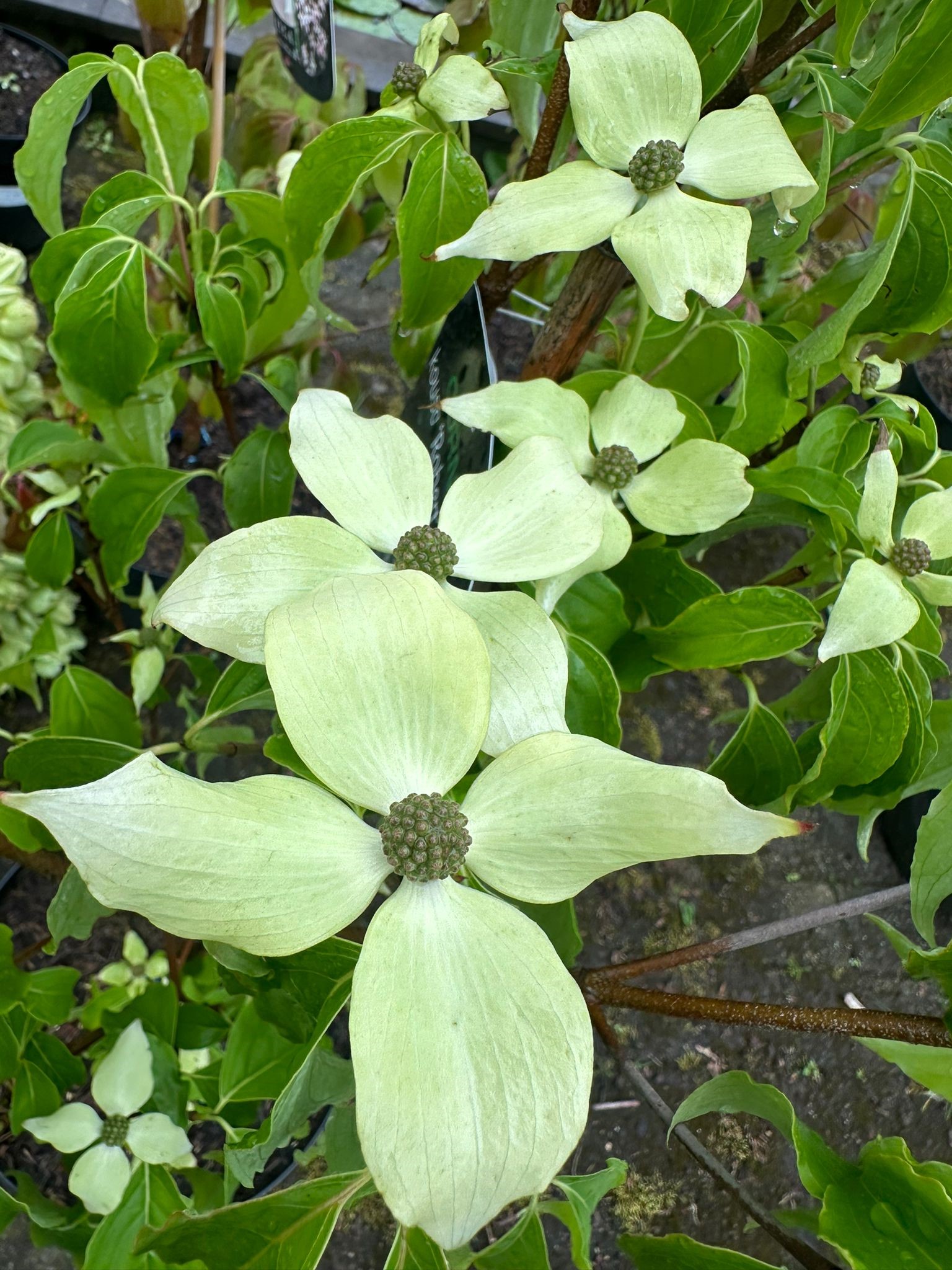 cornus 2024 2