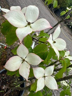 cornus 2024 3