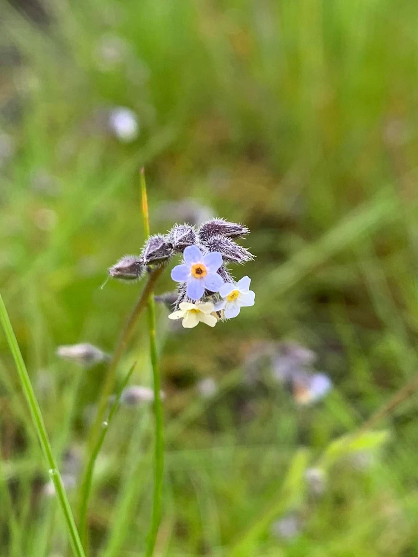 Wilde bloemen 2024 4