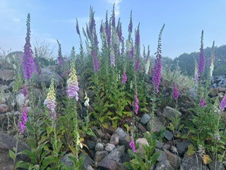 Wilde bloemen 2024 5