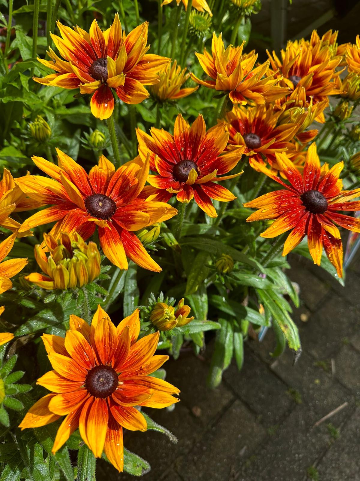 vaste planten 2024 2