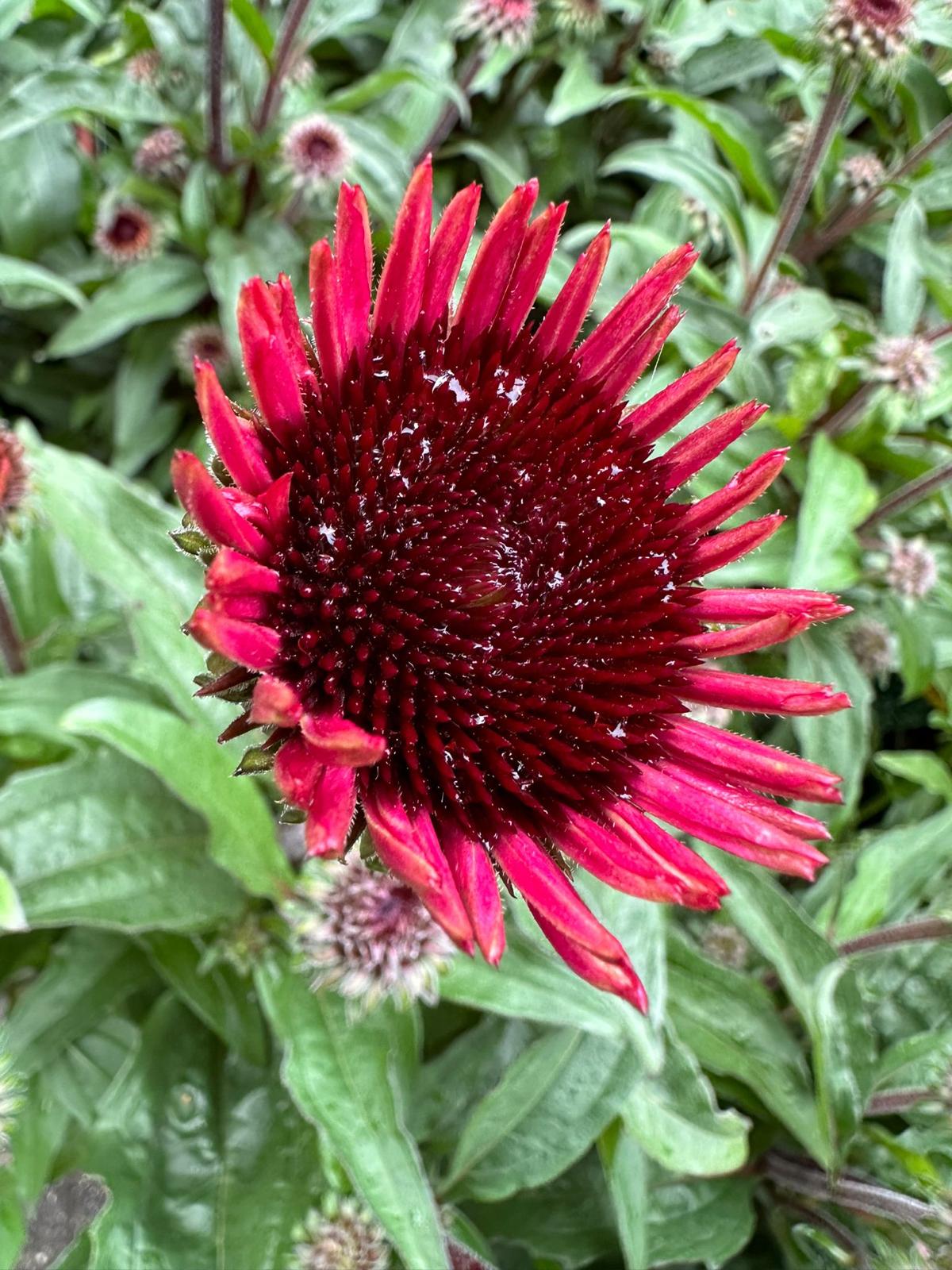 vaste planten 2024 3