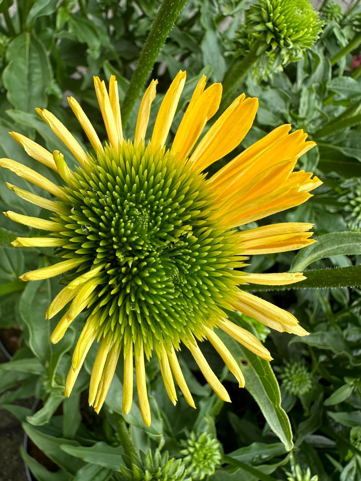 Vaste planten 2024 5