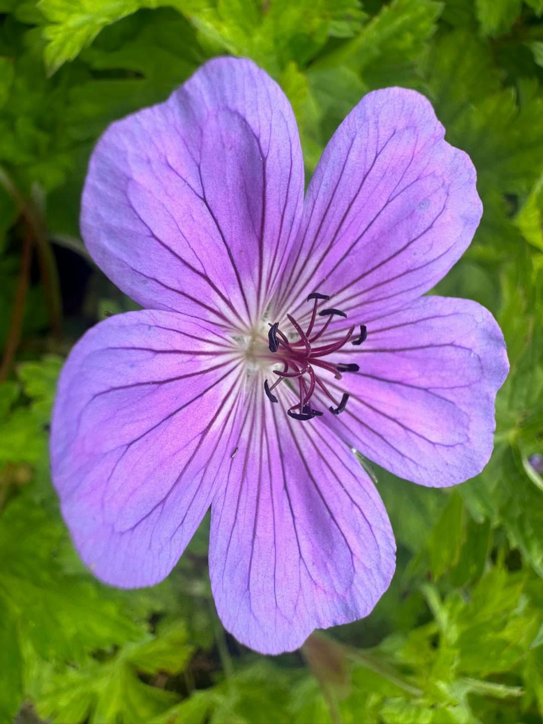 Vaste planten 2024 6