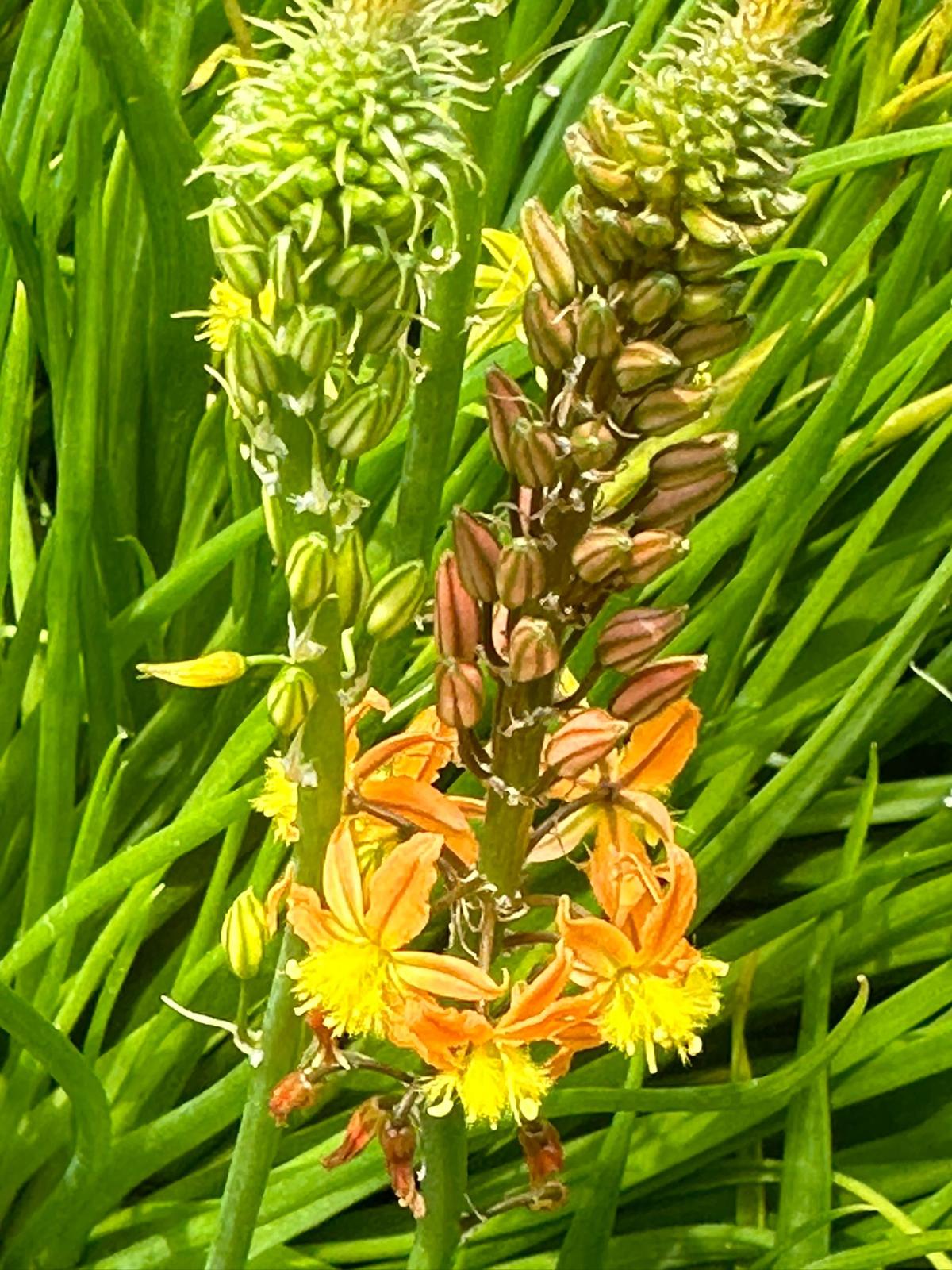 vaste planten 2024 7