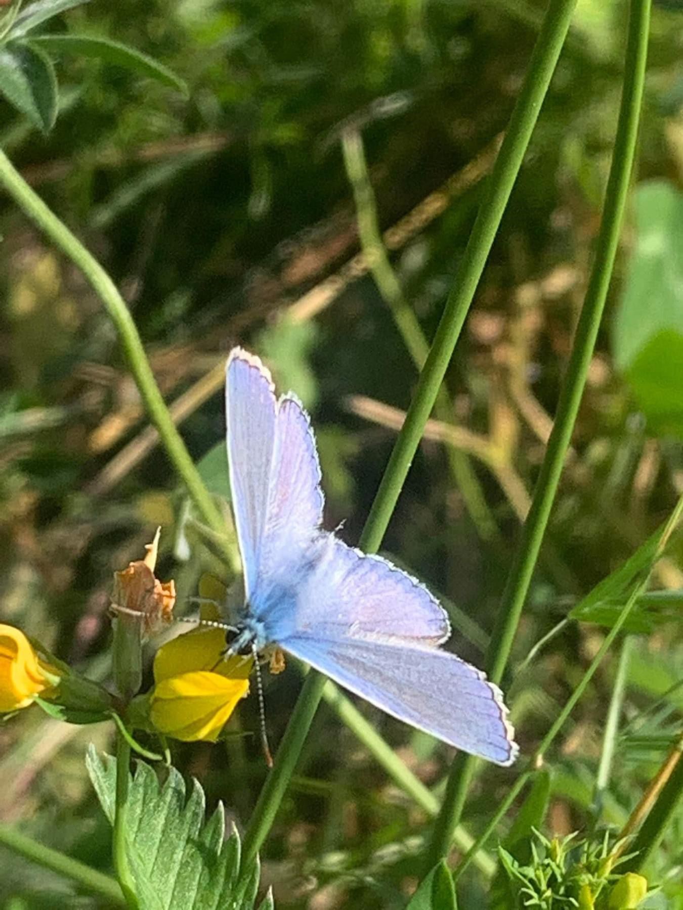 Insecten juli 2024 2