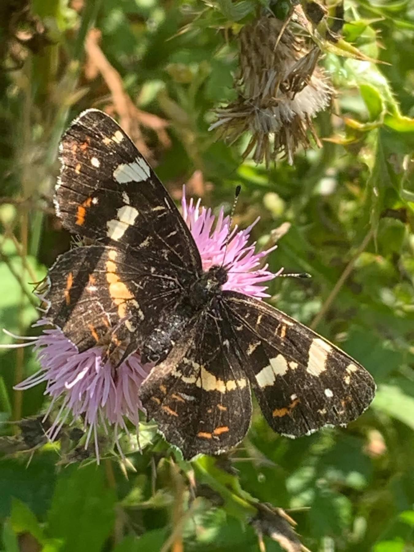 Insecten juli 2024 3