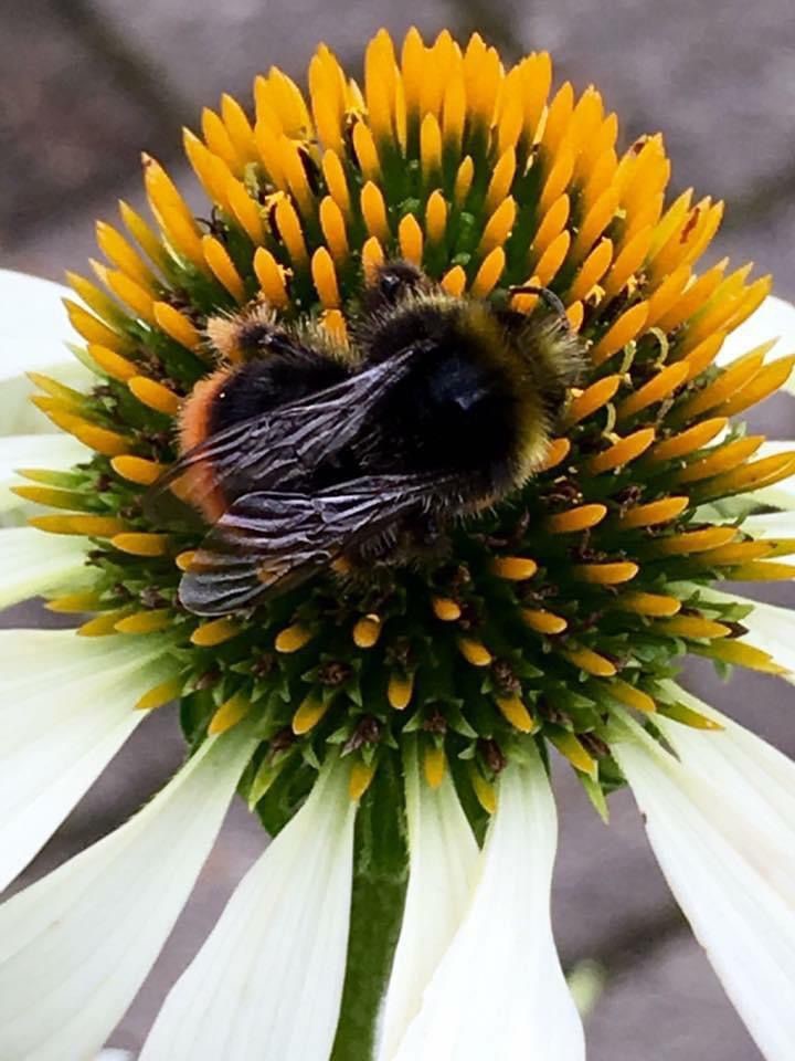 Insecten juli 2024 4