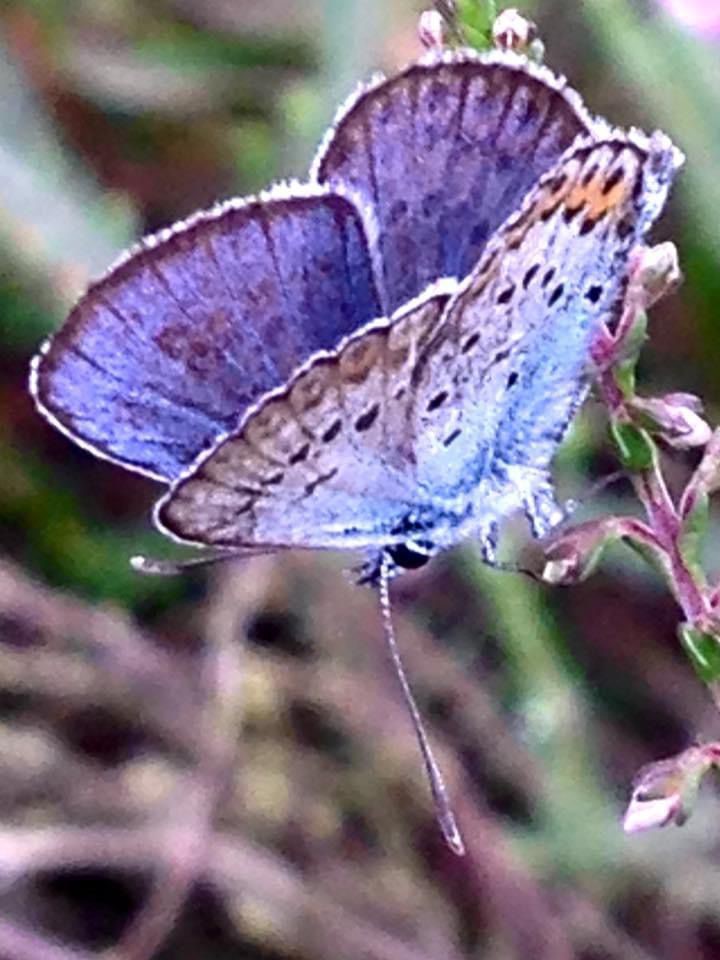 Insecten juli 2024 5