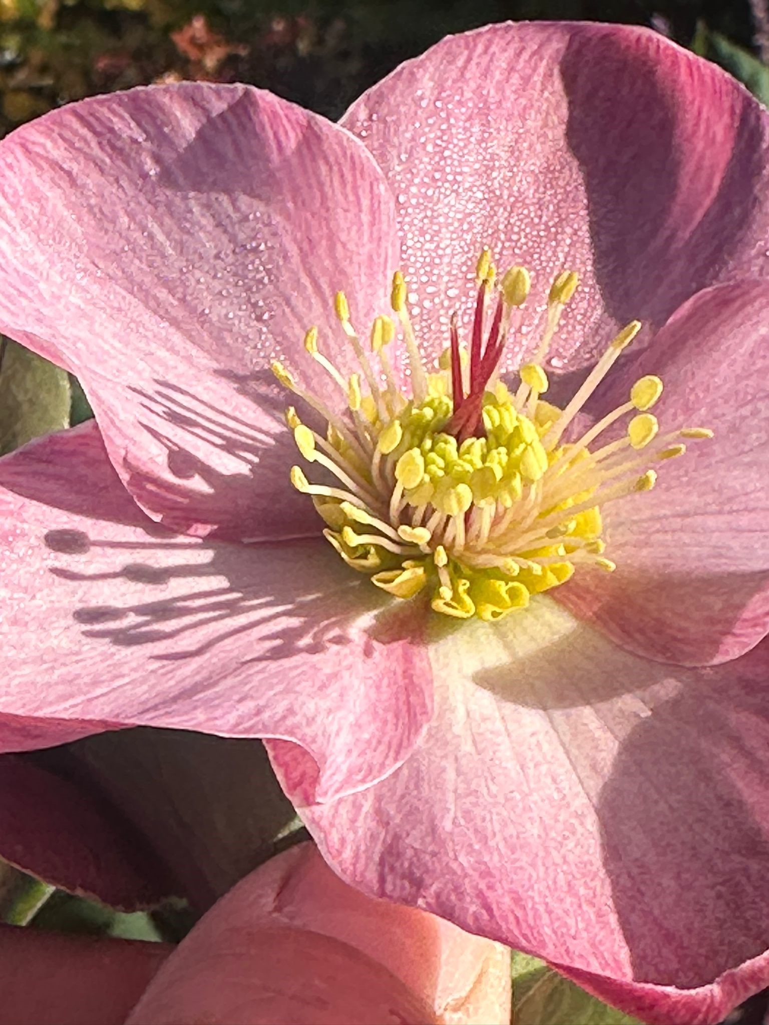 Helleborus 2024 3