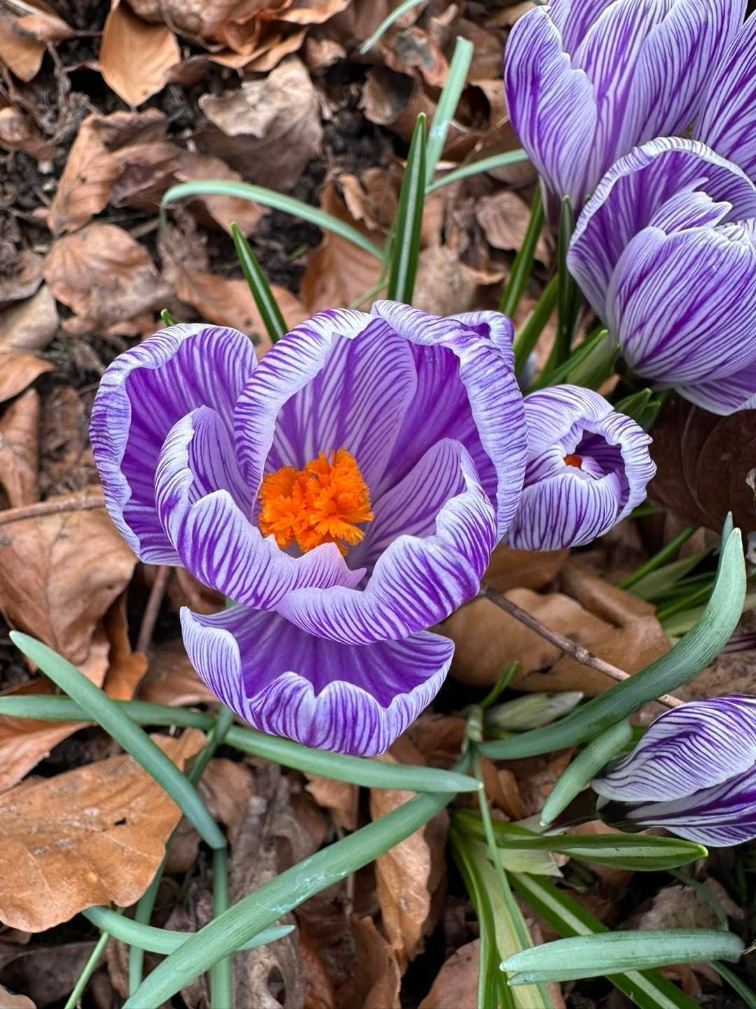 Crocus 2