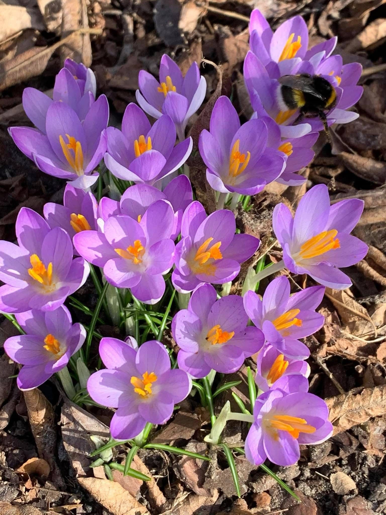 Crocus 5