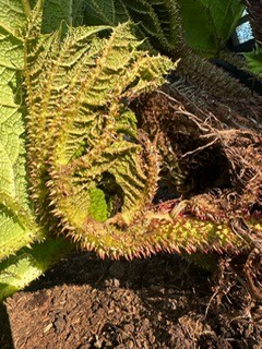 Gunnera 2025 3