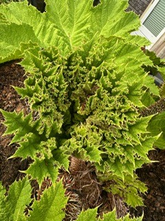 Gunnera 2025 4