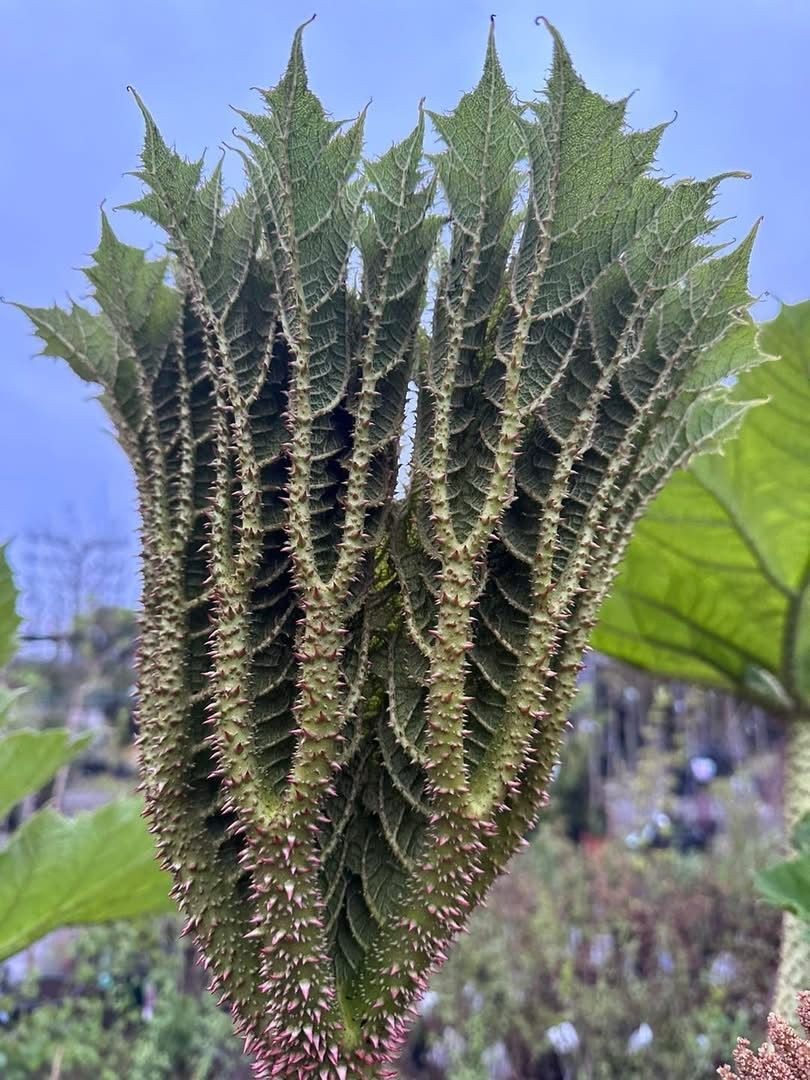Gunnera 2025 5