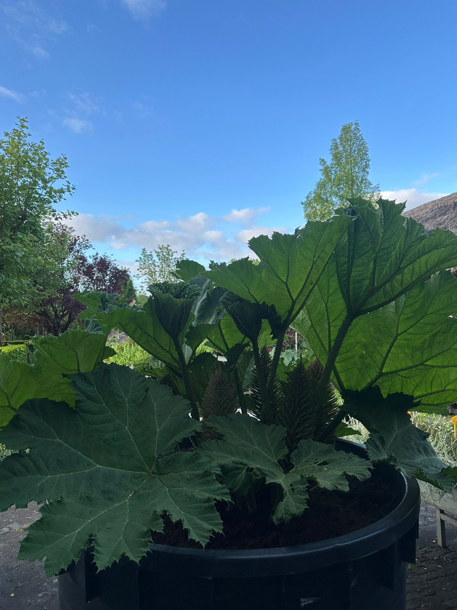 Gunnera 2025 12