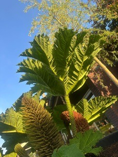 Gunnera 2025 13
