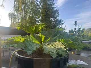 Gunnera 2025 14