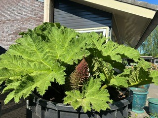 Gunnera 2025 15