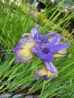 Iris 2
