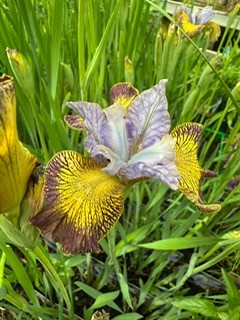 Iris 4