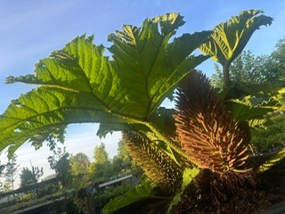 Gunnera 's 2