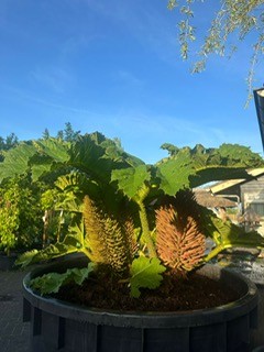 Gunnera's 3