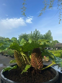 Gunnera's 5